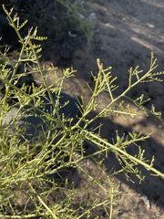 Parkinsonia microphylla