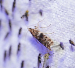Ephestiopsis oenobarella