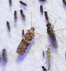 Ephestiopsis oenobarella