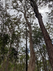 Eucalyptus propinqua