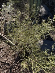 Parkinsonia microphylla