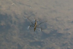 Aquarius najas