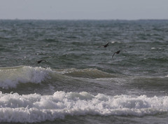 Melanitta perspicillata