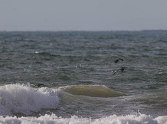 Melanitta perspicillata