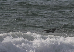 Melanitta perspicillata