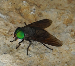 Tabanidae