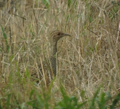 Nothoprocta cinerascens