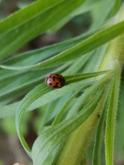 Subcoccinella vigintiquatuorpunctata