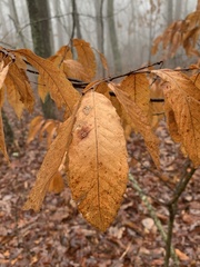 Castanea pumila