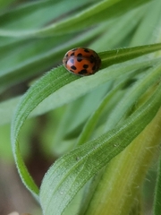 Subcoccinella vigintiquatuorpunctata