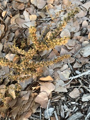 Salsola tragus