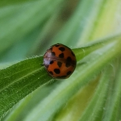 Subcoccinella vigintiquatuorpunctata