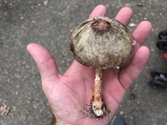 Leucoagaricus