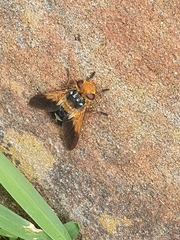 Microtropesa sinuata