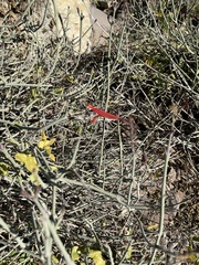 Justicia californica