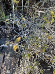 Justicia californica