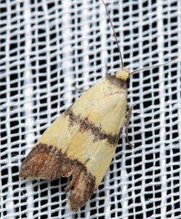 Heteroteucha translatella