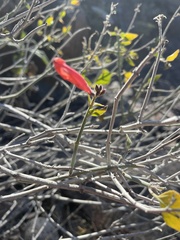 Justicia californica