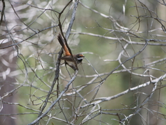 Rhipidura rufifrons