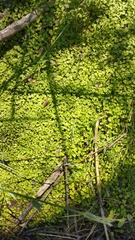 Hydrocotyle heteromeria