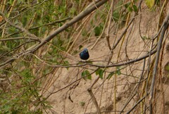 Cyanoloxia brissonii