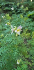 Polemonium foliosissimum