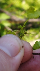 Hydrocotyle heteromeria