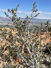 Cercocarpus ledifolius intermontanus
