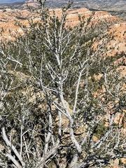 Cercocarpus ledifolius intermontanus