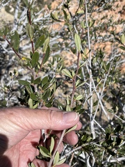 Cercocarpus ledifolius intermontanus
