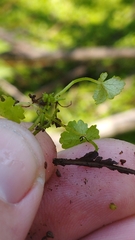 Hydrocotyle heteromeria
