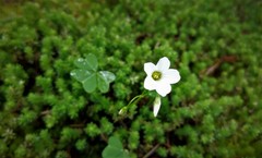 Oxalis lunulata