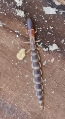 Parainocellia bicolor