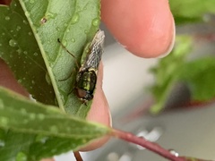 Odontomyia decipiens