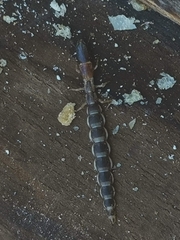 Parainocellia bicolor