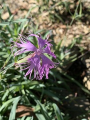 Dianthus seisuimontanus
