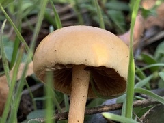 Agrocybe