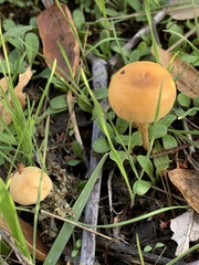 Agrocybe