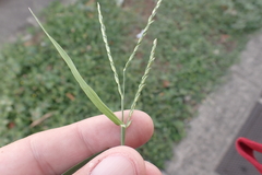 Urochloa glumaris