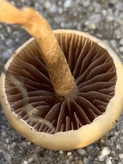 Agrocybe
