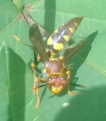 Polistes versicolor