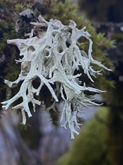 Evernia