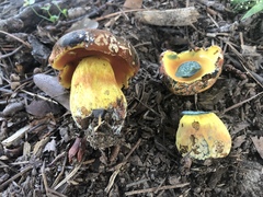 Neoboletus
