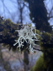 Evernia
