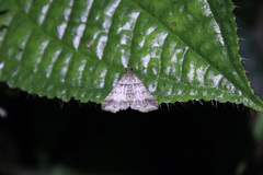 Heterogramma circumflexalis