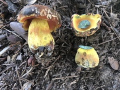 Neoboletus