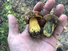 Neoboletus