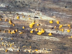 Dacrymyces capitatus