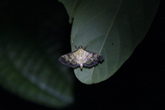 Ategumia matutinalis