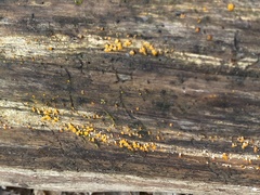 Dacrymyces capitatus